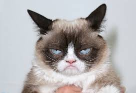 Bill2Pay payment solutions - grumpy cat